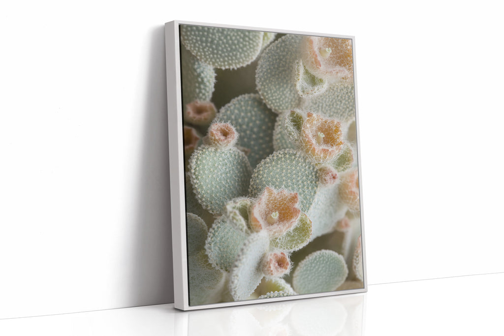 Soft Bloom on Fuzzy Desert Cactus