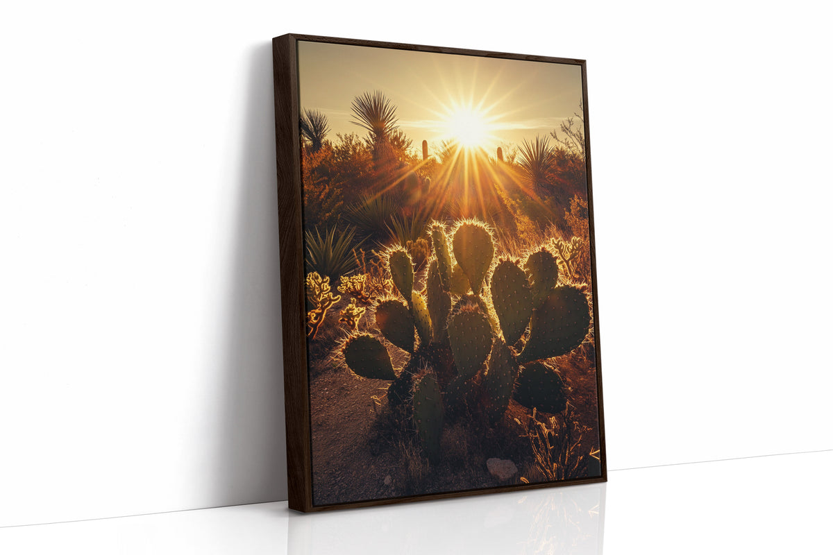 Desert Light Prickly Pear at Sunset