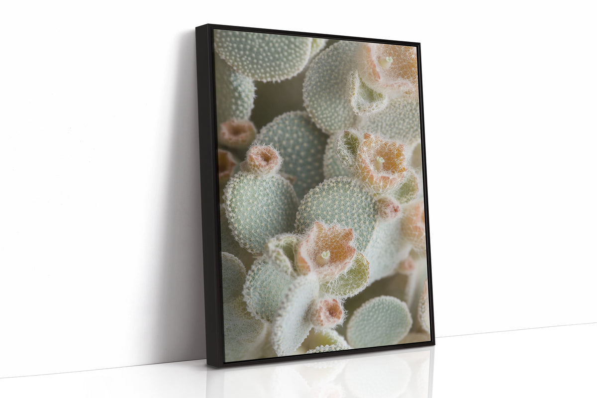 Soft Bloom on Fuzzy Desert Cactus