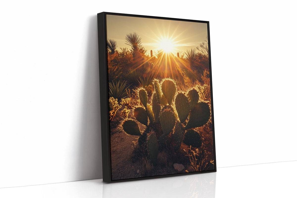 Desert Light Prickly Pear at Sunset