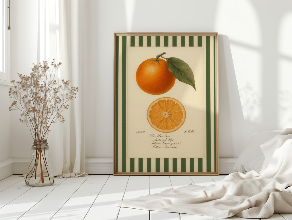 Vintage Orange Slice Botanical Study