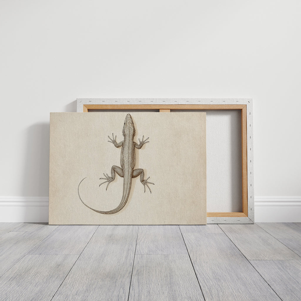 Desert Dweller – Vintage Lizard Scientific Illustration Print