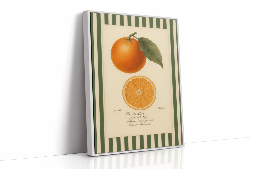 Vintage Orange Slice Botanical Study