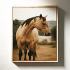 Buckskin Beauty in the Evening Light
