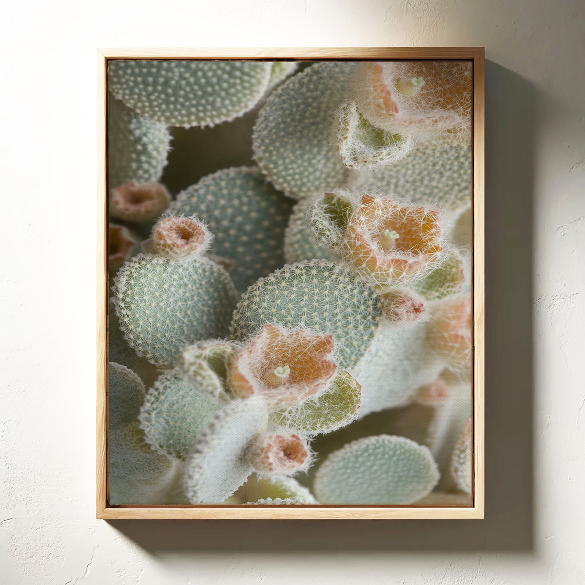Soft Bloom on Fuzzy Desert Cactus