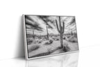 Saguaro Silence in Black and White