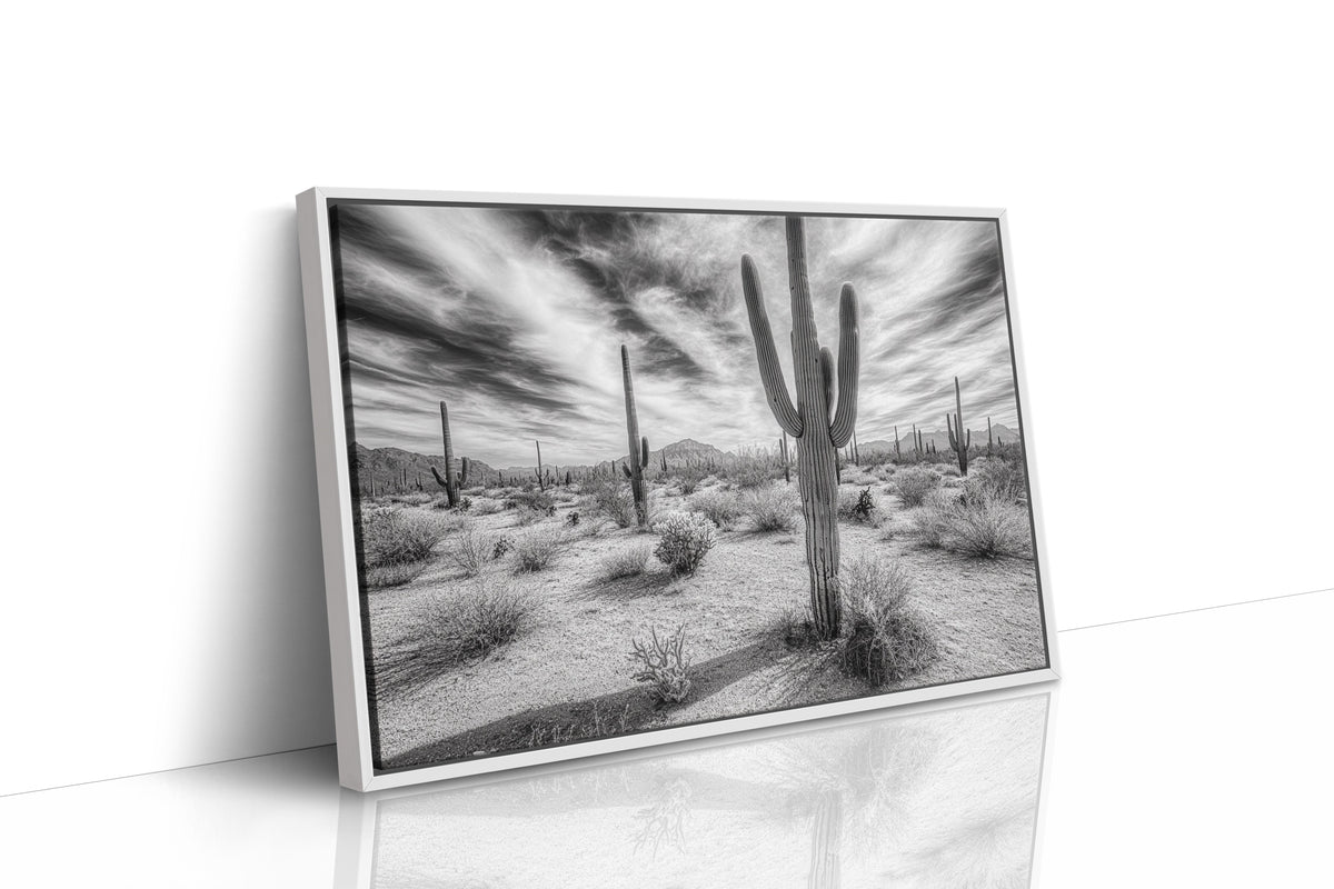 Saguaro Silence in Black and White