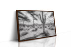 Saguaro Silence in Black and White