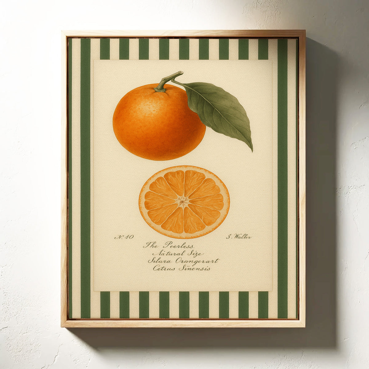 Vintage Orange Slice Botanical Study