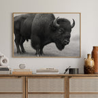 American Bison