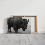 American Bison