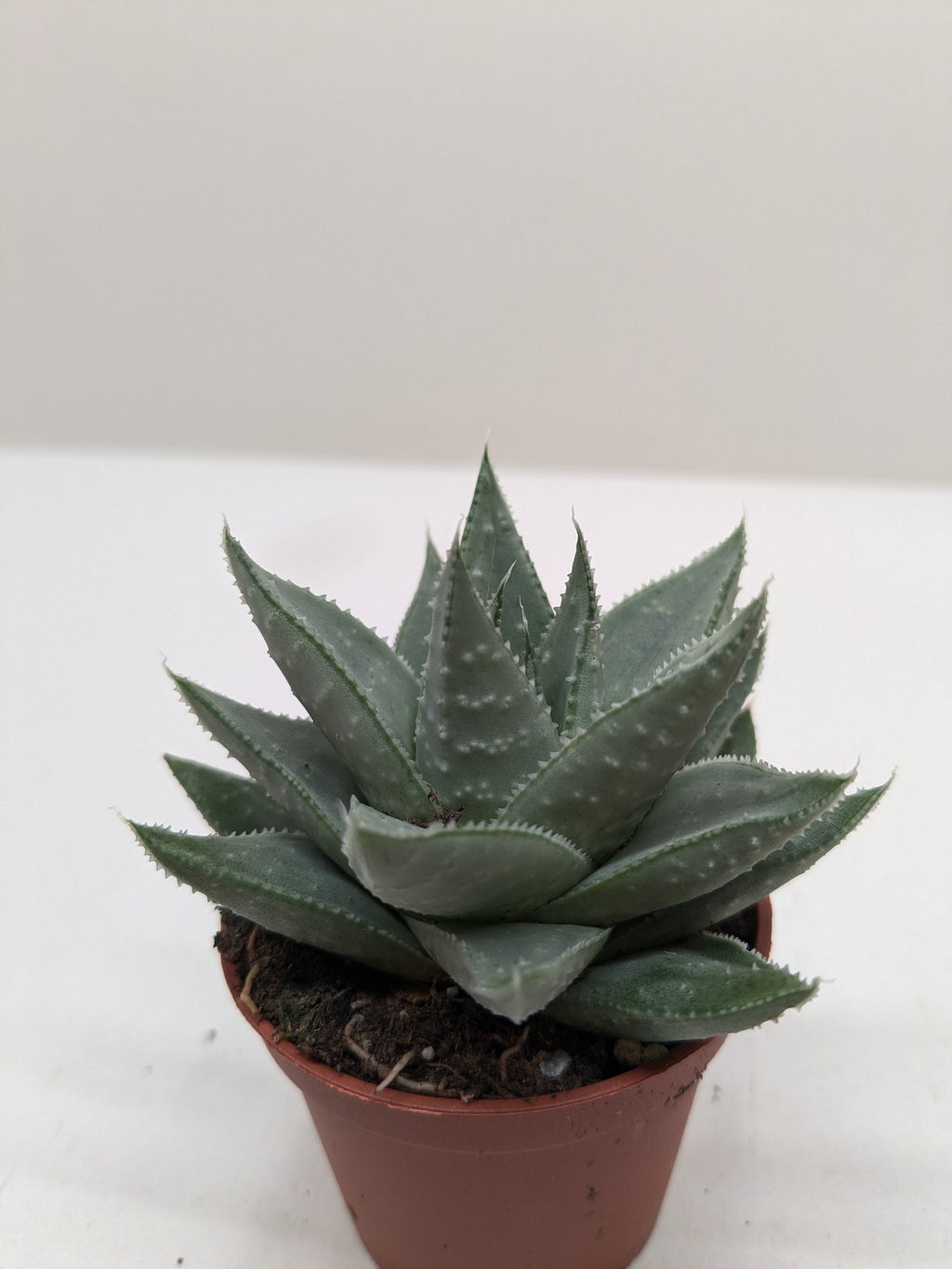 Succulent Haworthia Savanna