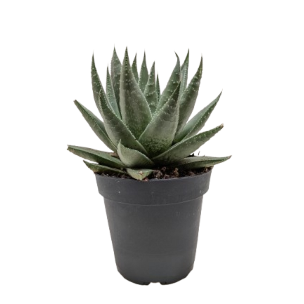 Succulent Haworthia Savanna