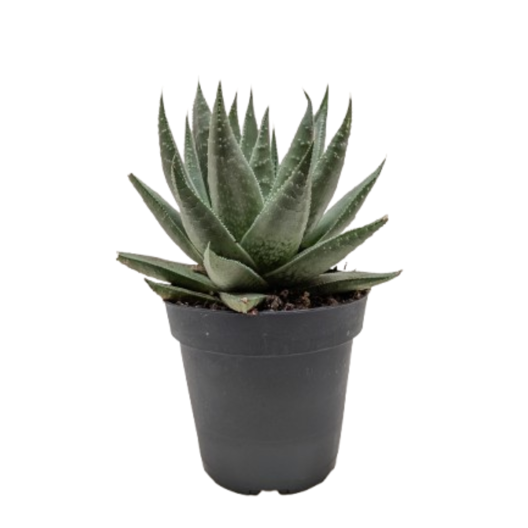 Succulent Haworthia Savanna