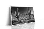 Sentinels of the Sonoran