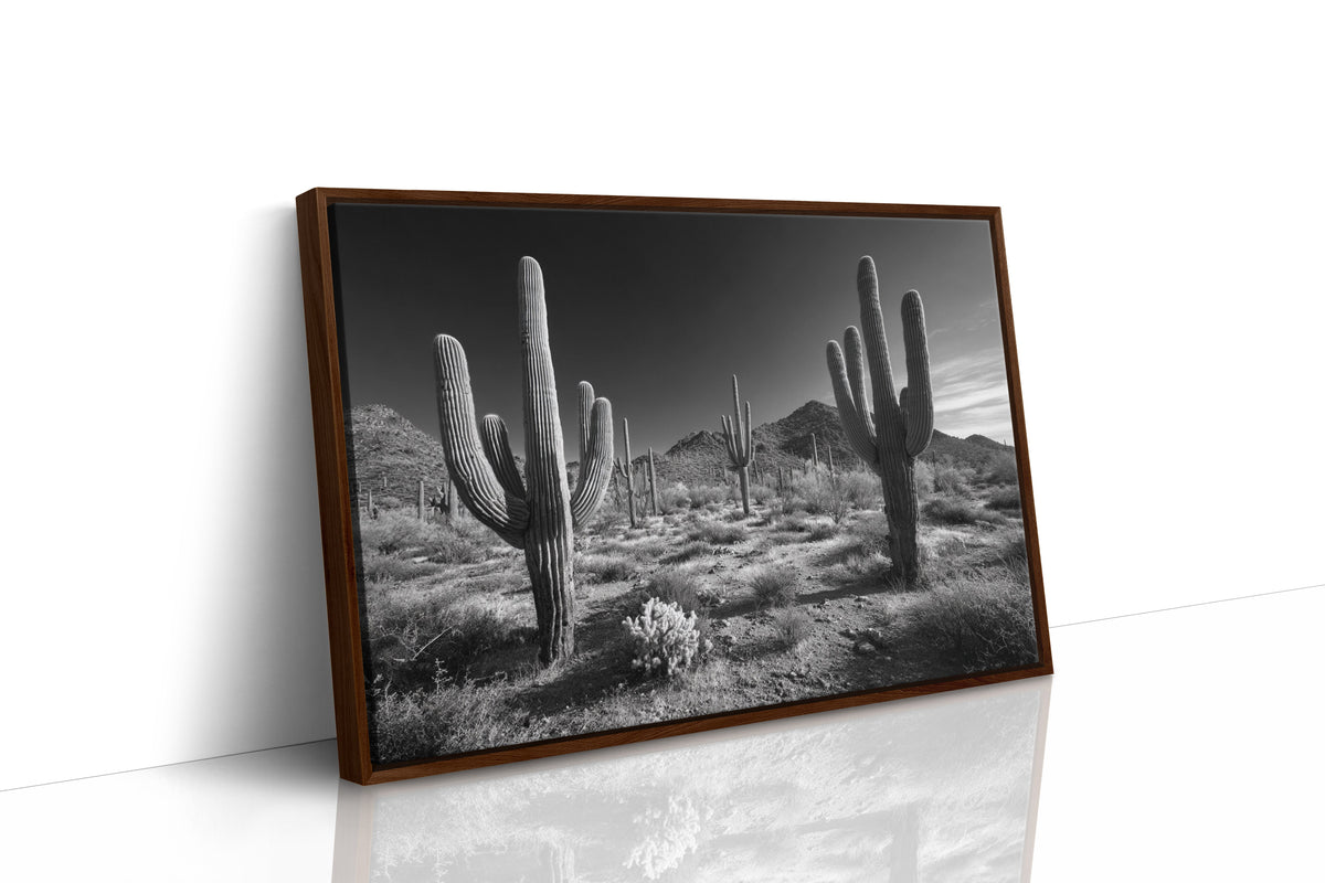 Sentinels of the Sonoran