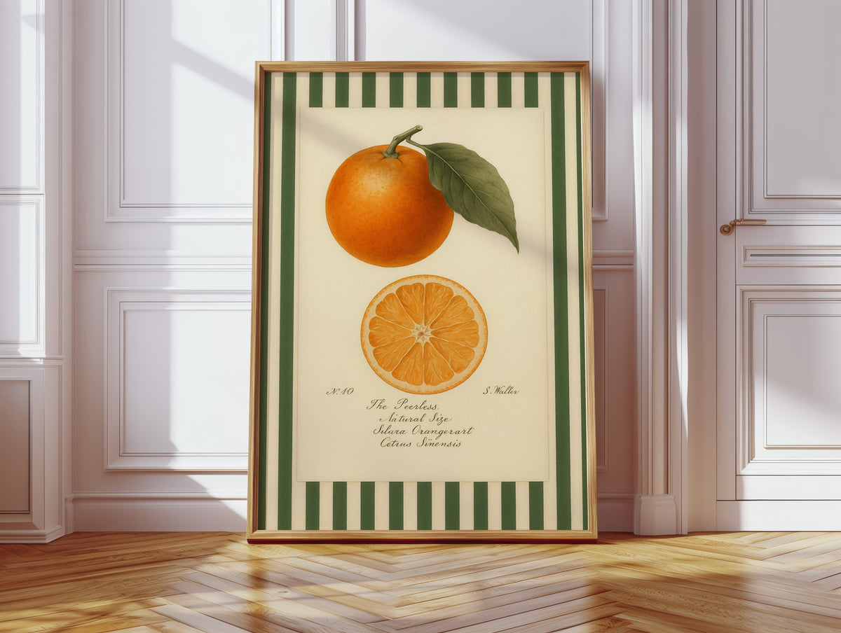 Vintage Orange Slice Botanical Study