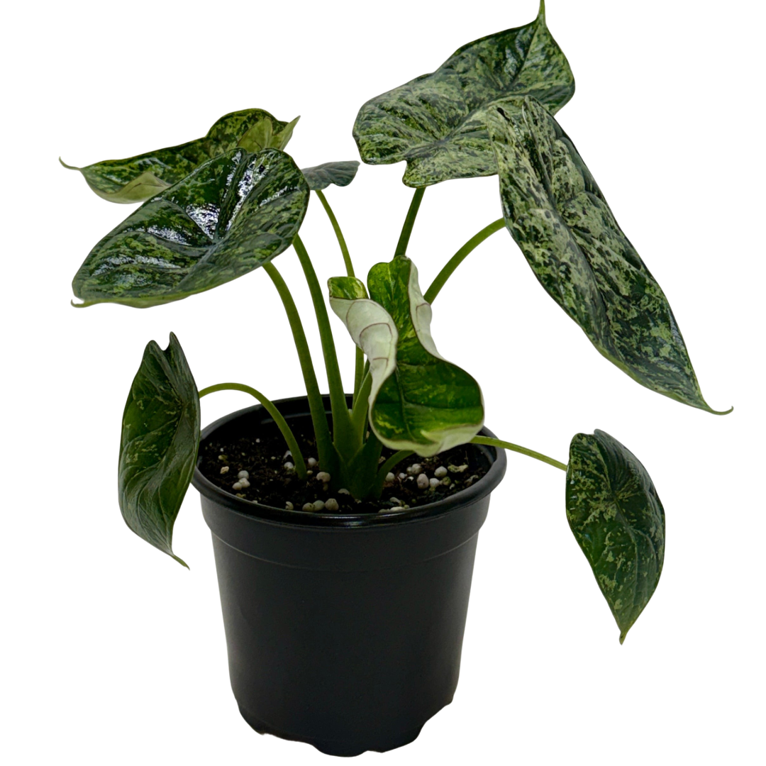 Alocasia 'Dragon Scale Mint'
