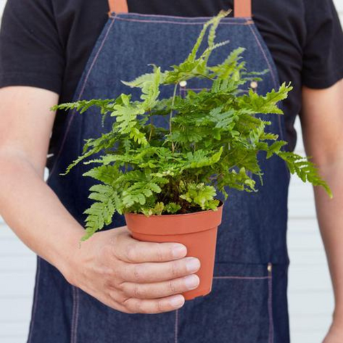 'Autumn' Fern - 4" Pot - NURSERY POT ONLY