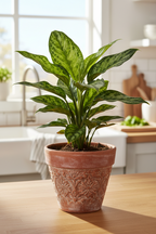 Chinese Evergreen 'Maria'