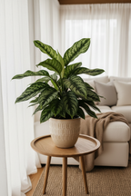Chinese Evergreen 'Maria'