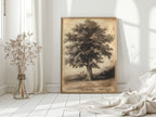 Timeless Oaks