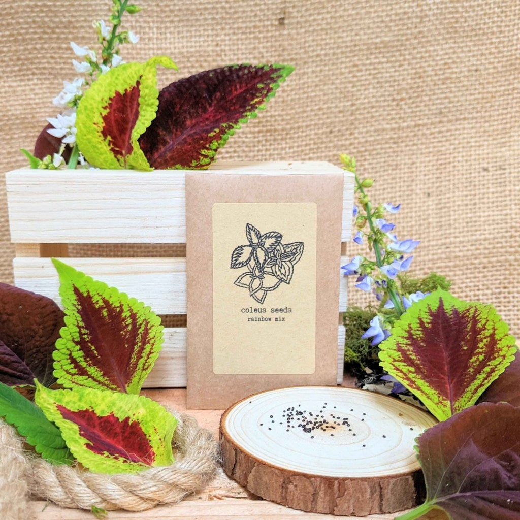 "Houseplant Newbie" Houseplant Seed Collection