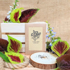 "Houseplant Newbie" Houseplant Seed Collection