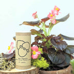"Indoor Blooms" Seed Collection