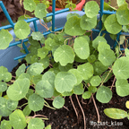 Nasturtium Seeds