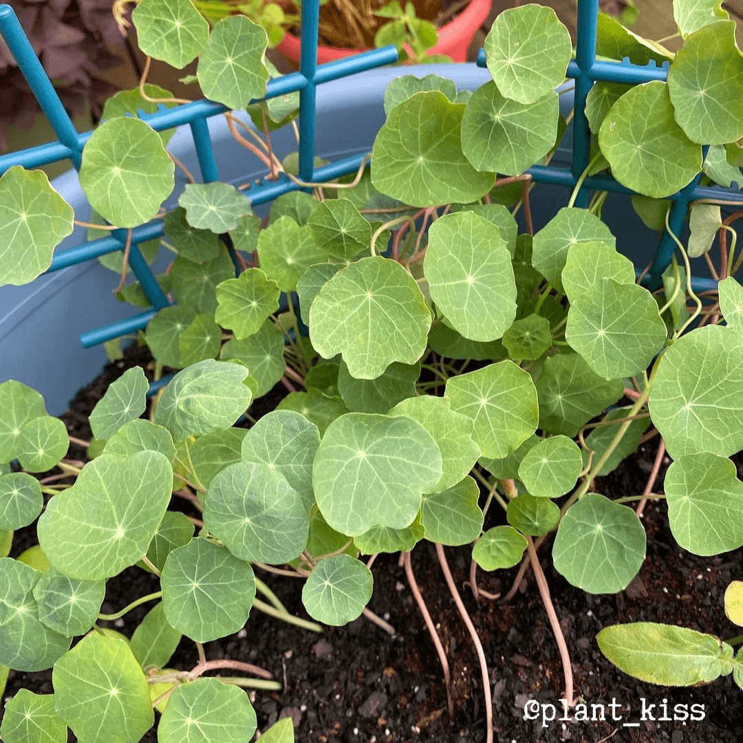 Nasturtium Seeds