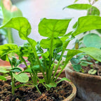 Organic Arugula Seeds