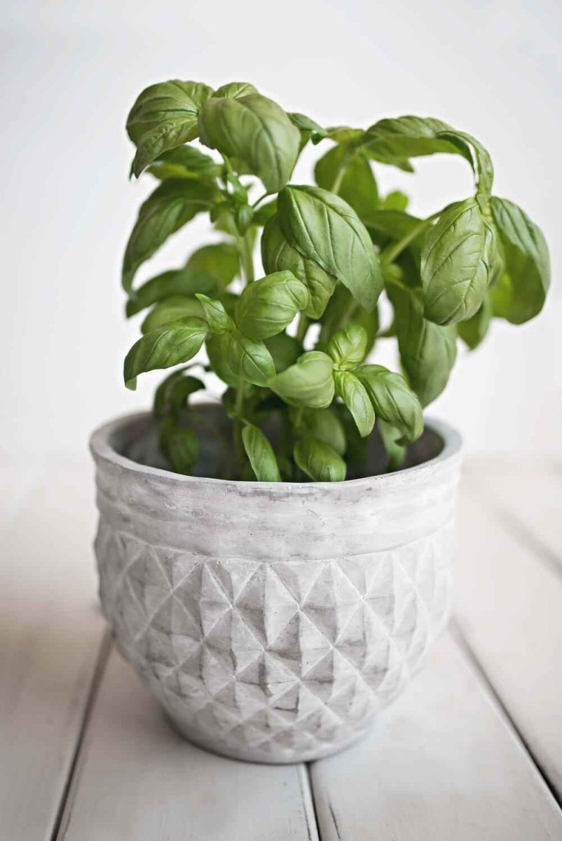 Organic Basil Seeds